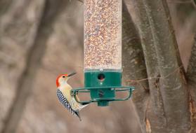 Bird Feeder Backyard Birdwatching
