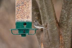 Bird Feeder Backyard Wildlife