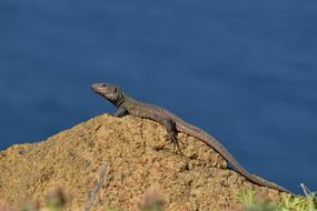 Lizard Canary Islands Animal