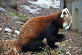 Red Panda Wild Animal