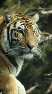 Tiger Zoo Animal