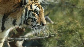 wild tiger on safari