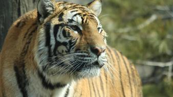 Tiger Zoo Animal