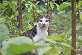 Cat Shocked Animal