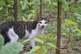 Cat Animal Wildcat