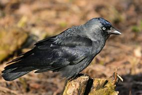 Jackdaw Bird Photo