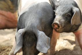 Pig Saddleback Agriculture