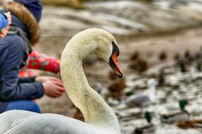 Swan and People in Wildlife