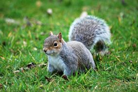 Fluffy squirrel walk