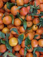 ripe citrus harvest