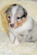 Small Puppy Shetland Sheepdog