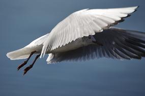 gull in flight in the blue sky