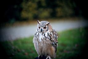Owl Bird Nature