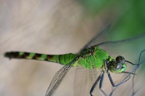Insect Dragonfly Green