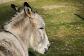 Donkey Mammal Animal