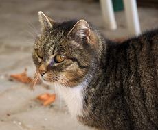 Domestic Cat Animal Portrait