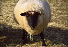 great white sheep
