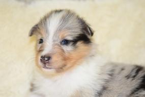 Puppy Shetland Sheepdog