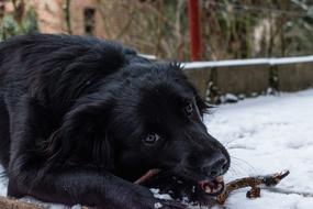 nice black dog