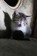 Animals Kittens Cat