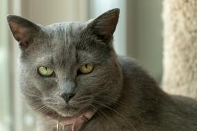 Cat Kitty Pet