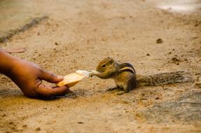 Squirrel Palm Cute