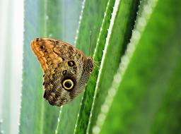 Butterfly Detail Cactus