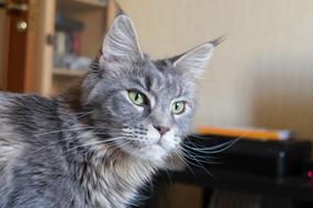 Maine Coon Cat Breed