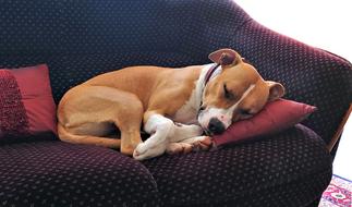 sleeping sweet dog in bed