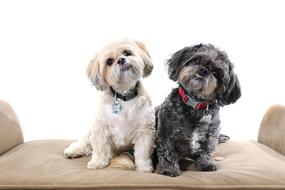 Dogs Shihtzus Cute