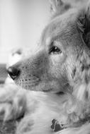 Dog Animal Pet