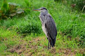 Heron Wading Bird Animal