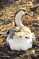 Goose Bird Plumage