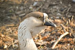 Goose Bird Plumage