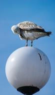 a beautiful bird on a lantern