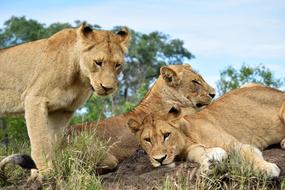 Lions Carnivore Predator