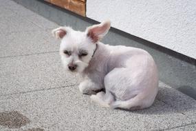 Dog Small White
