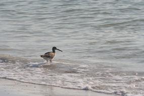 Bird Florida Beach
