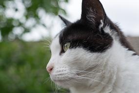 Cat Portrait Animal