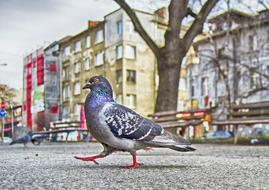 Pigeon Strut Park Benches