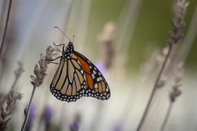 orange beautiful butterfly