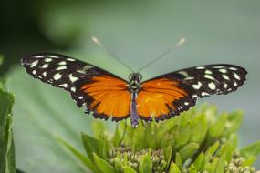 The butterfly in the grass is beautiful