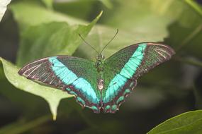 Butterfly Wings Green