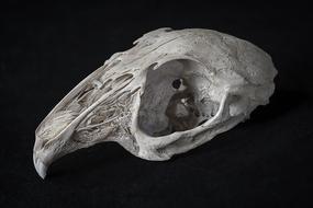 Close-up of the grey rabbit skull, at black background