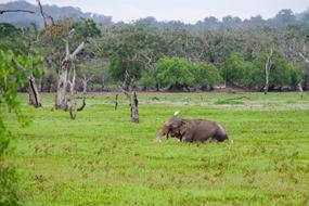 Sri Lanka Elephant Asian