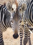 Zebra Hartmann'S Foal