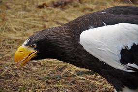 Bird Eagle Predator
