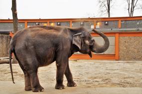 Elephant Indian Zoo