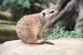 Meerkat Zoo Tooth