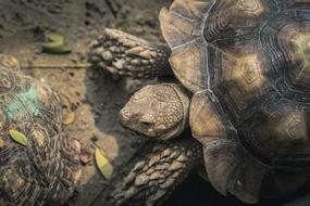 Turtle animal in the wild